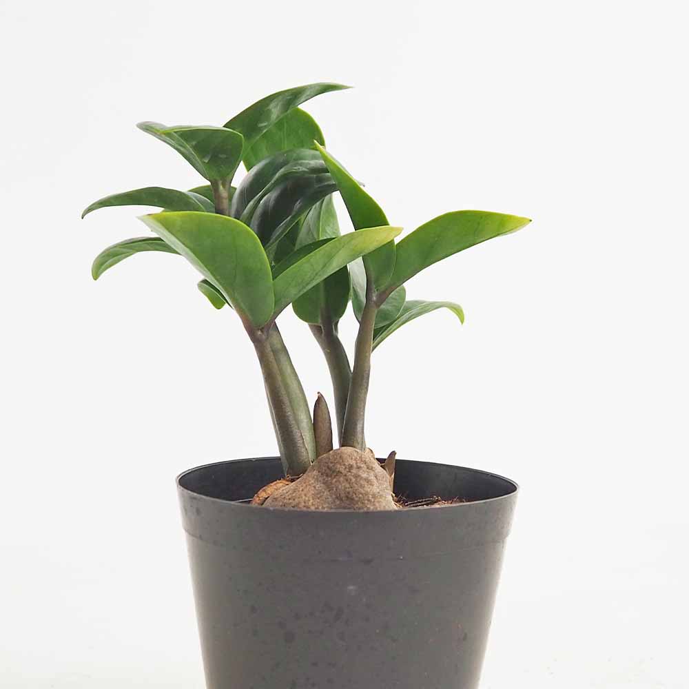 ザミオクルカス ゼンジー 【観葉植物 3号／1個売り】