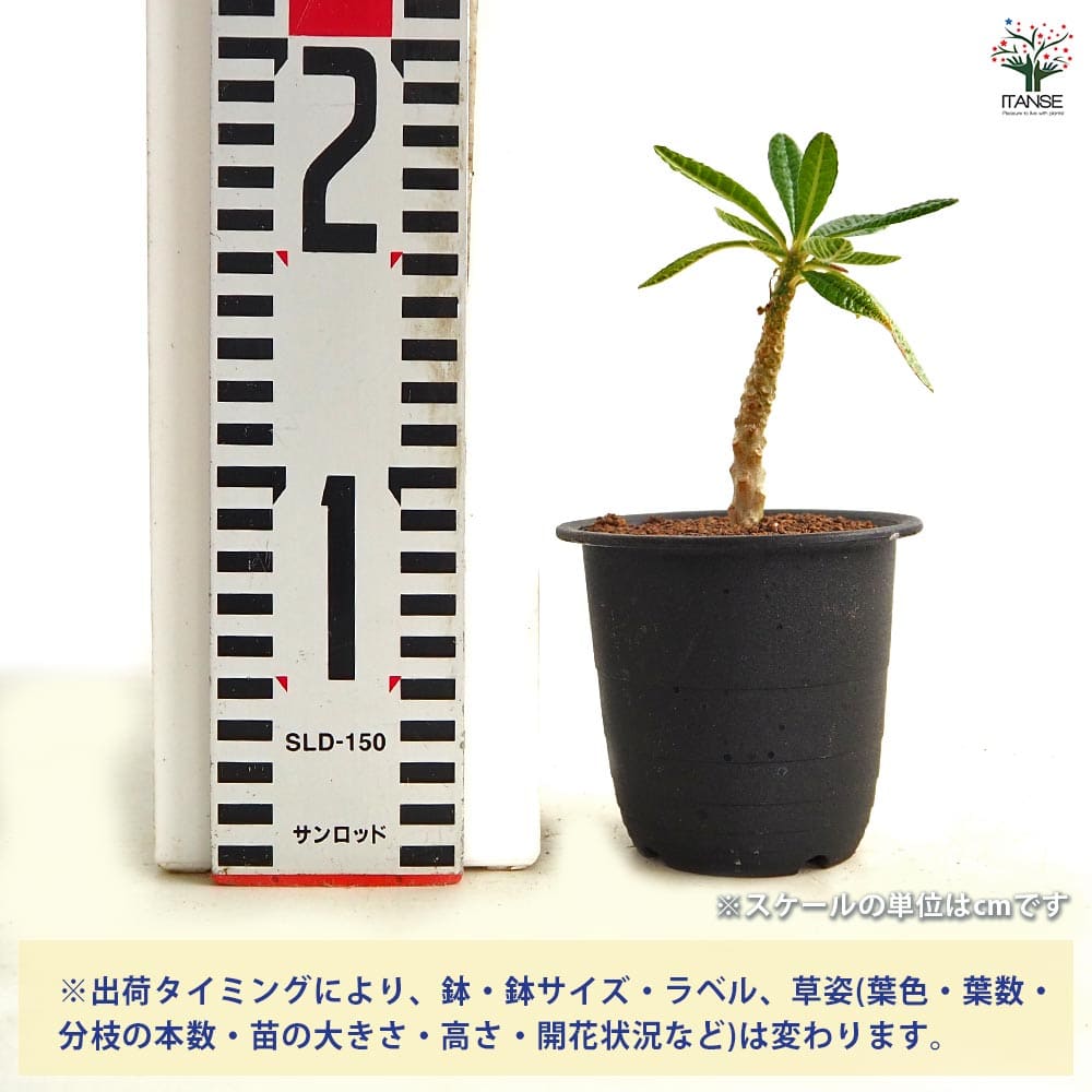 ドルステニア ギガス 【観葉植物 3号／1個売り】｜ 【植物の