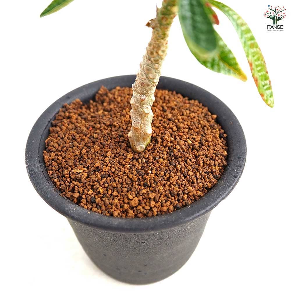 ドルステニア ギガス 【観葉植物 3号／1個売り】｜ 【植物の