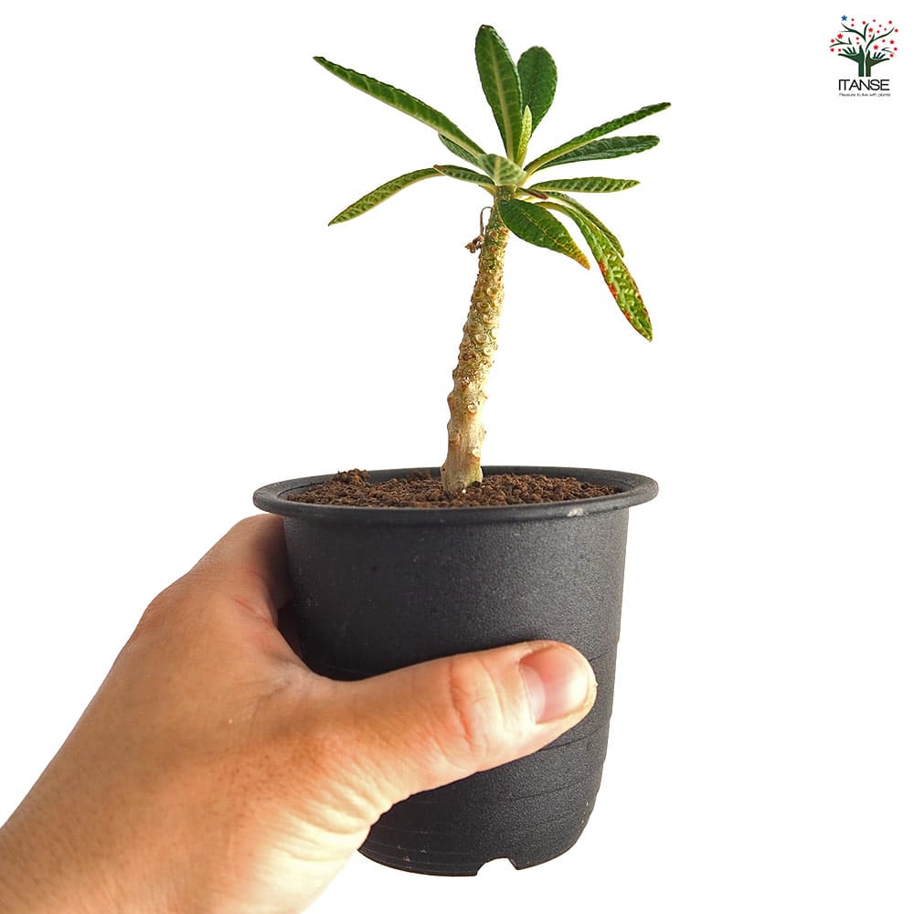 ドルステニア ギガス 【観葉植物 3号／1個売り】｜ 【植物の