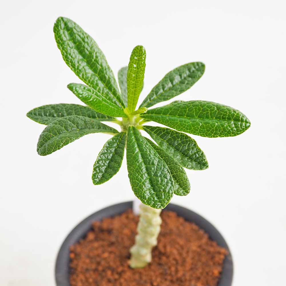 ドルステニア ギガス 【観葉植物 3号／1個売り】｜ 【植物の
