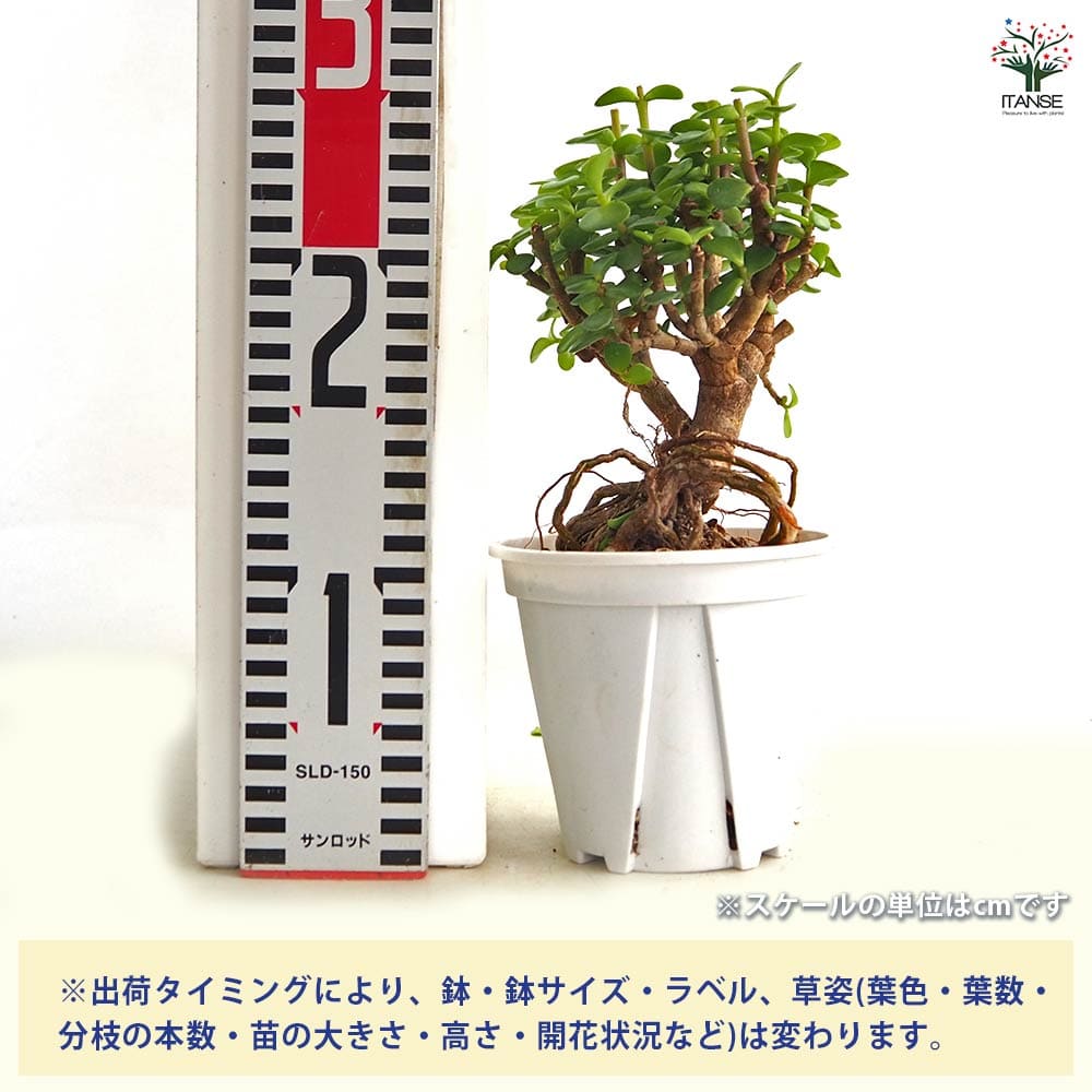 ポーチュラカリア アフラ 【多肉植物 4号／1個売り】｜ 【植物の