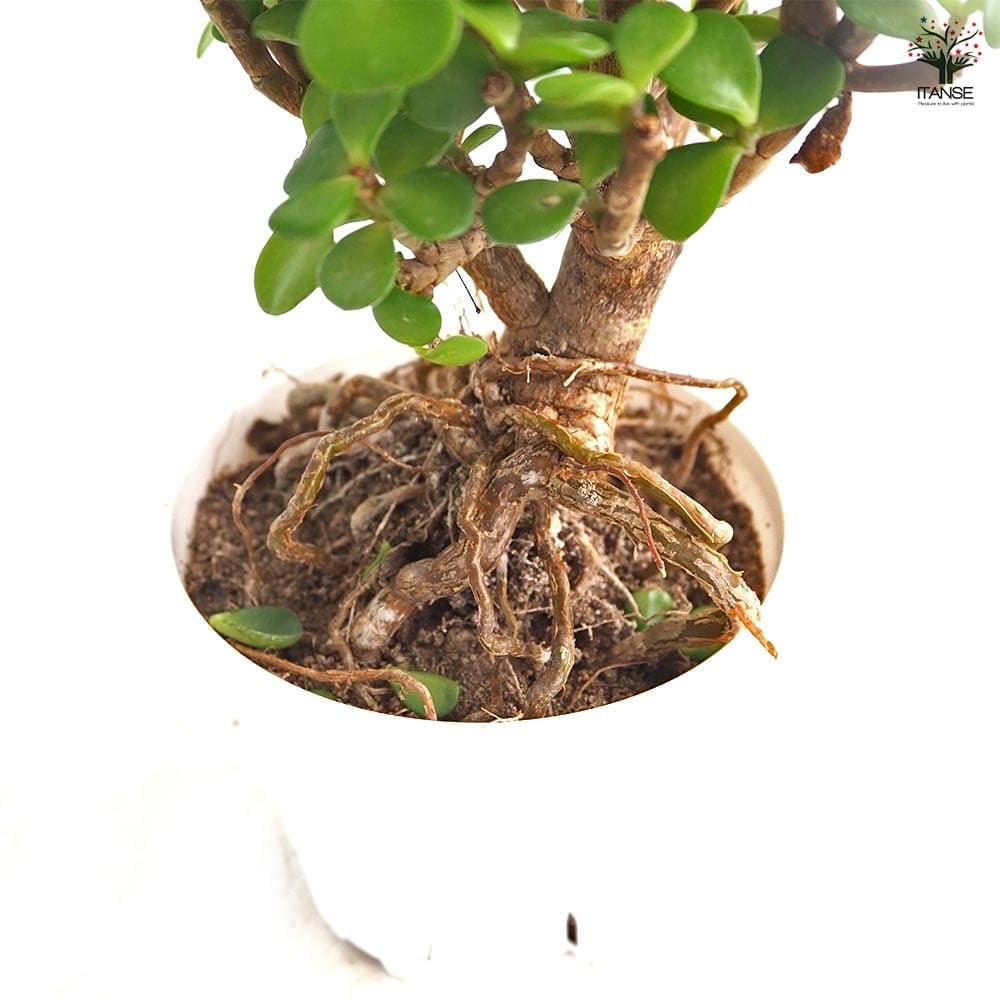 ポーチュラカリア アフラ 【多肉植物 4号／1個売り】｜ 【植物の