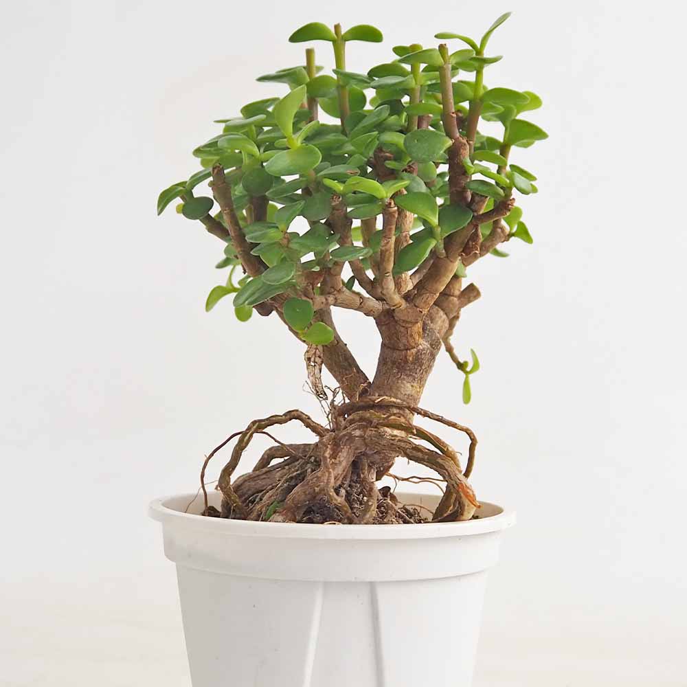 ポーチュラカリア アフラ 【多肉植物 4号／1個売り】｜ 【植物の