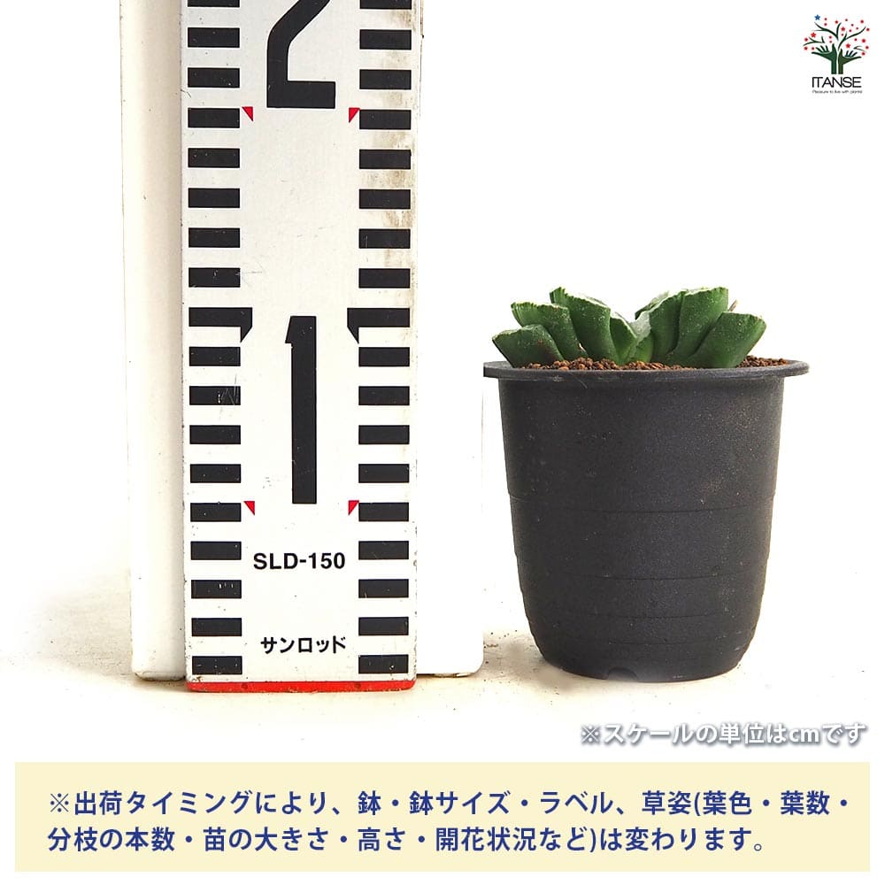 ハオルチア 玉扇 【多肉植物 3号／1個売り】｜ 【植物のITANSE