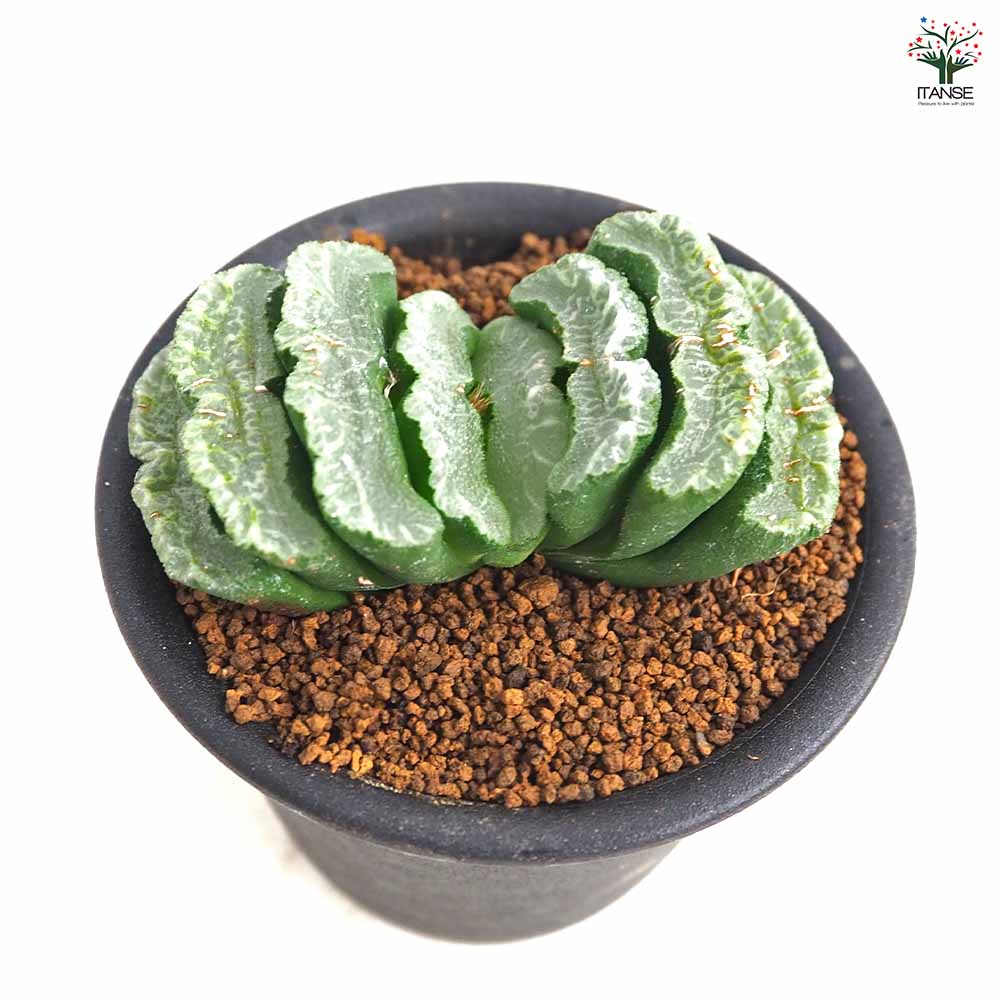 ハオルチア 玉扇 【多肉植物 3号／1個売り】｜ 【植物のITANSE
