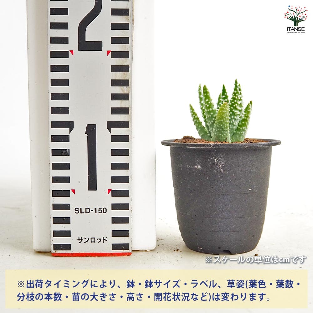 アロエ フミリス シャーク 【多肉植物 3号／1個売り】｜ 【植物の
