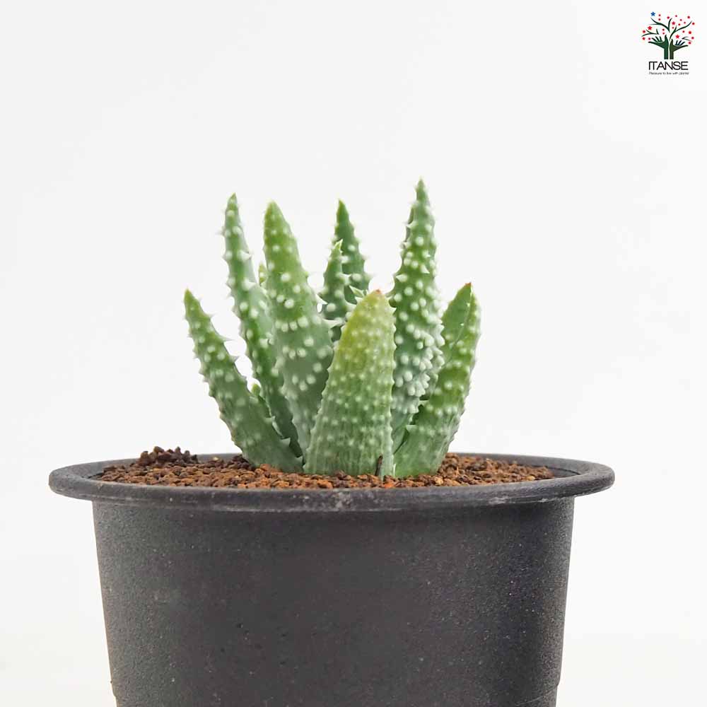アロエ フミリス シャーク 【多肉植物 3号／1個売り】｜ 【植物の