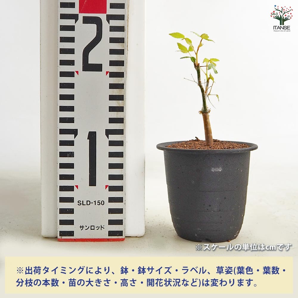 コミフォラ ホルトジアナ 【多肉植物 3号／1個売り】｜ 【植物の