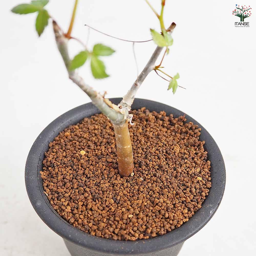 コミフォラ ホルトジアナ 【多肉植物 3号／1個売り】｜ 【植物の