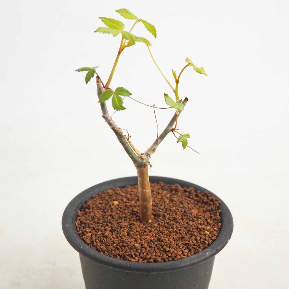 コミフォラ ホルトジアナ 【多肉植物 3号／1個売り】｜ 【植物の