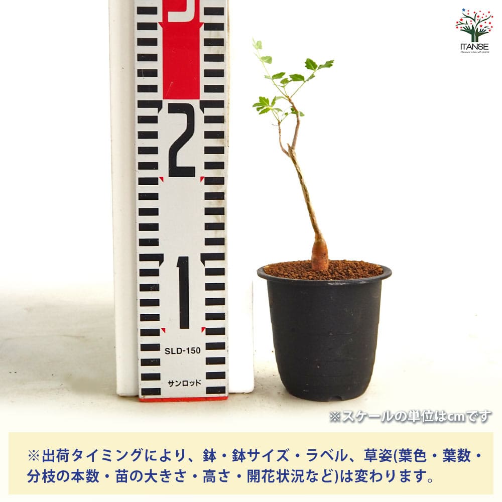 ブルセラ ファガロイデス 【多肉植物 3号／1個売り】｜ 【植物の