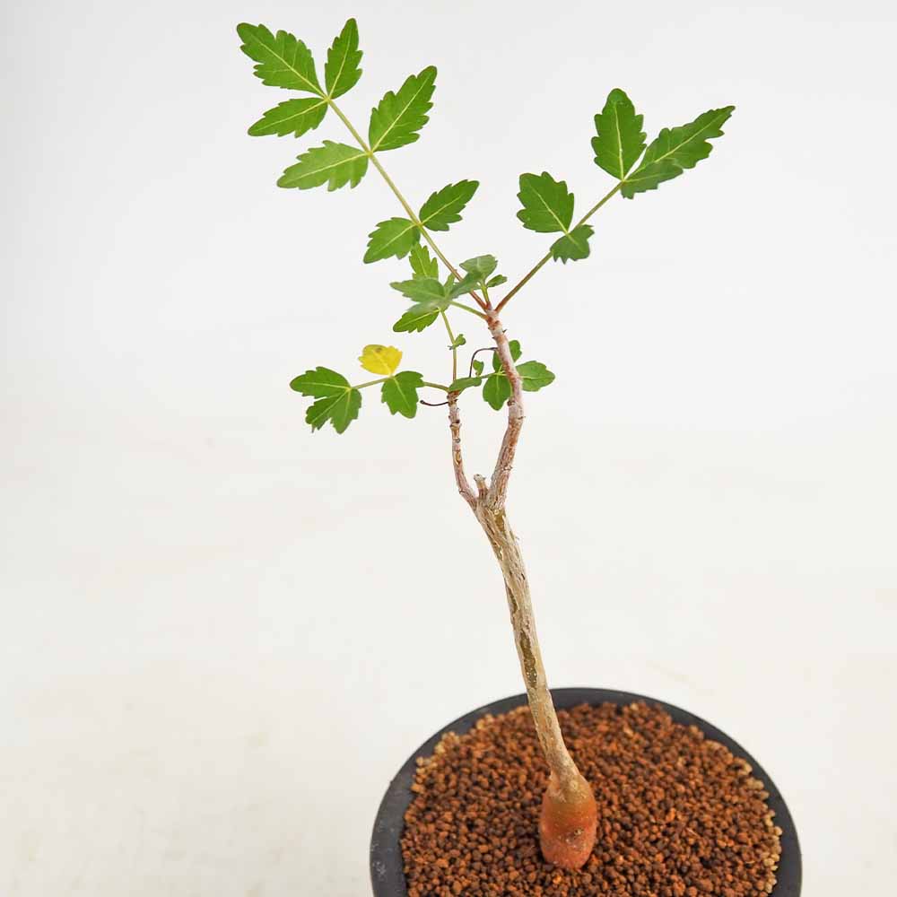 ブルセラ ファガロイデス 【多肉植物 3号／1個売り】｜ 【植物の