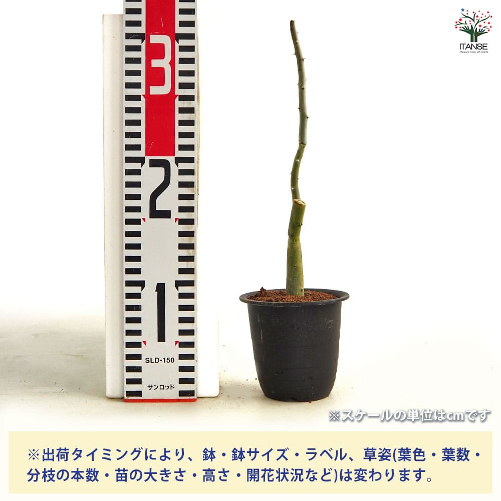 アローディア デュモーサ 【多肉植物 3号／1個売り】｜ 【植物の 