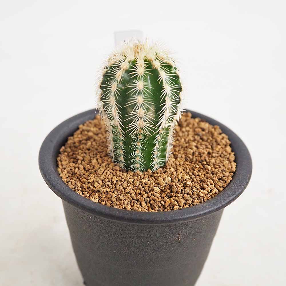 サボテン エキノセレウス レイケンバッキー 【多肉植物 3号／1個売り】