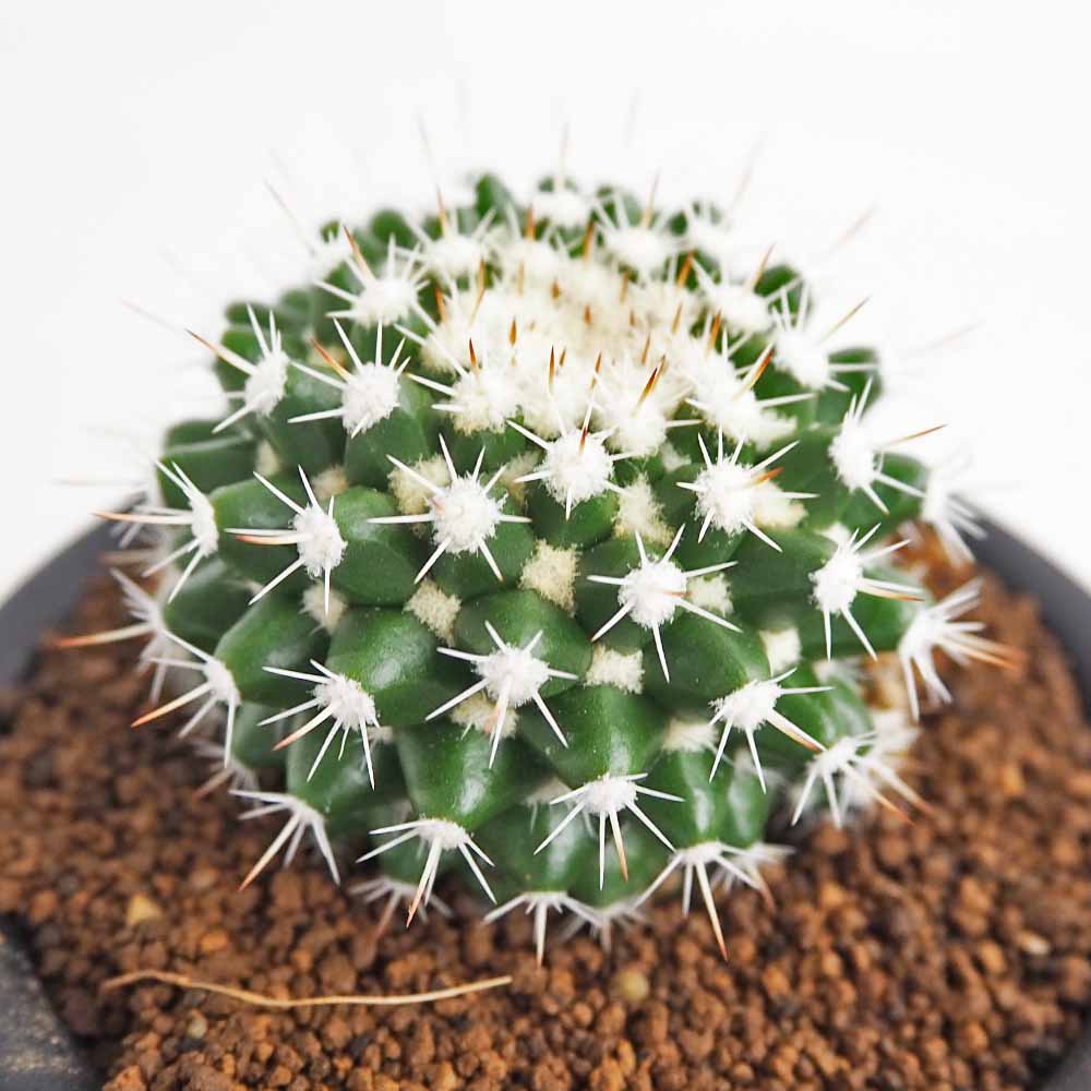 サボテン マミラリア エイクラミー 【多肉植物 3号／1個売り