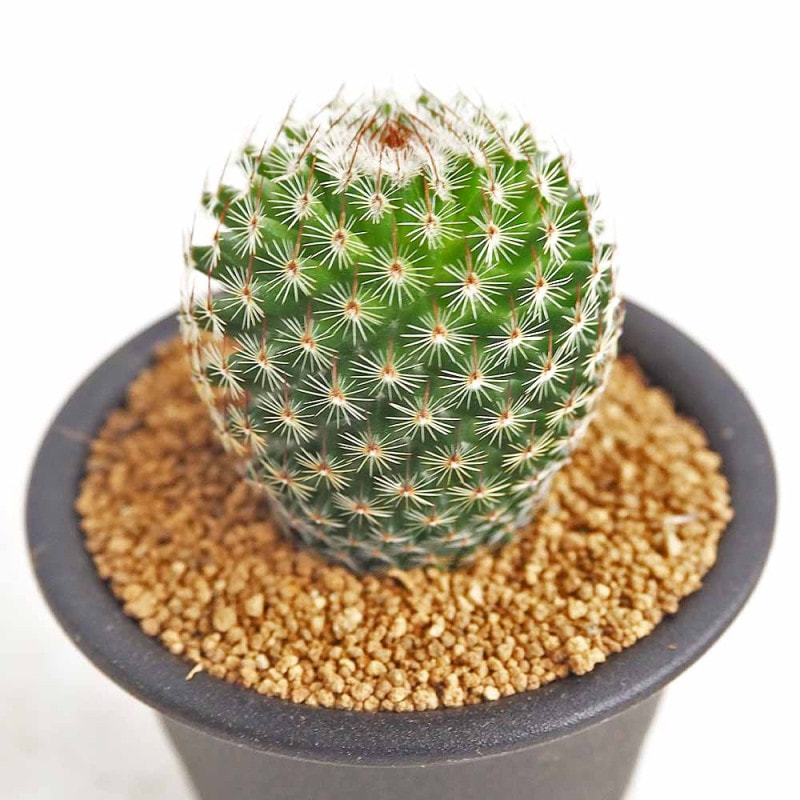 サボテン ロビビア スキリアナ 【多肉植物 3号／1個売り】｜ 【植物の