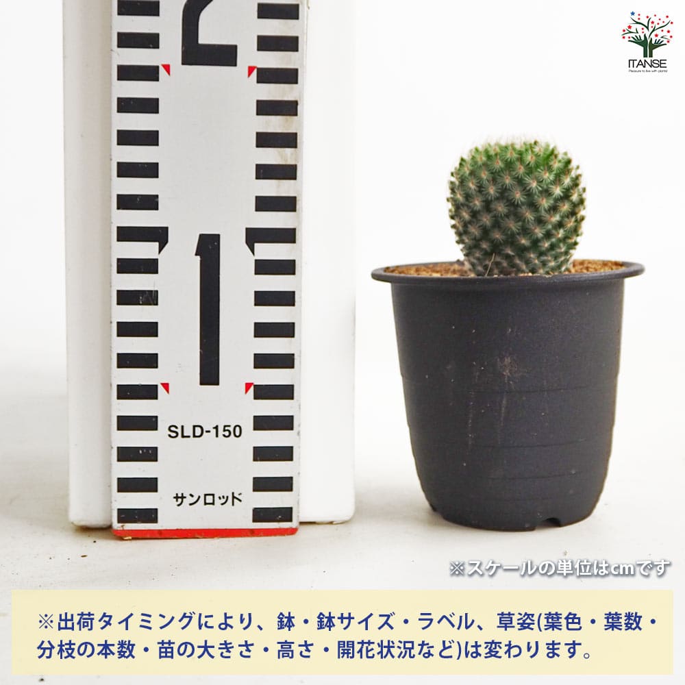 サボテン マミラリア マツダエ 【多肉植物 3号／1個売り】｜ 【植物の