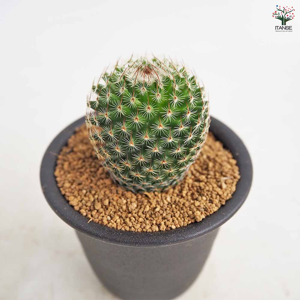 サボテン マミラリア マツダエ 【多肉植物 3号／1個売り】｜ 【植物の