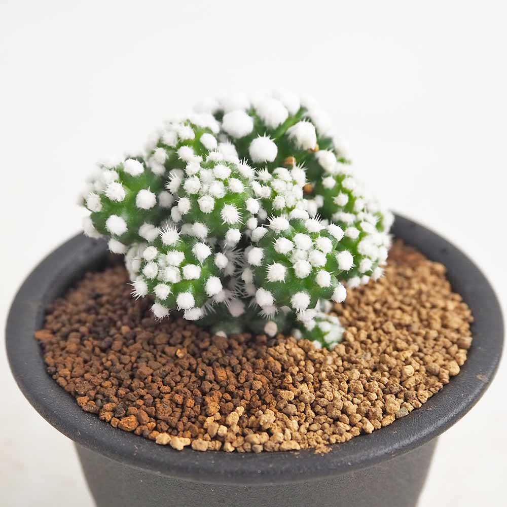 サボテン マミラリア オルーガ 【多肉植物 3号／1個売り】｜ 【植物の