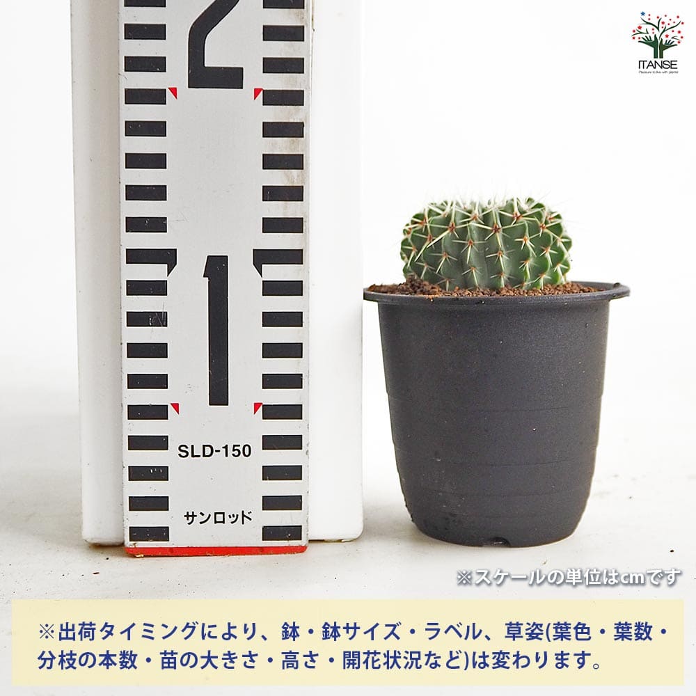 サボテン パロジア ブイニンギー 【多肉植物 3号／1個売り】｜ 【植物