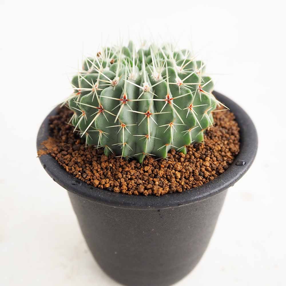 サボテン パロジア ブイニンギー 【多肉植物 3号／1個売り】