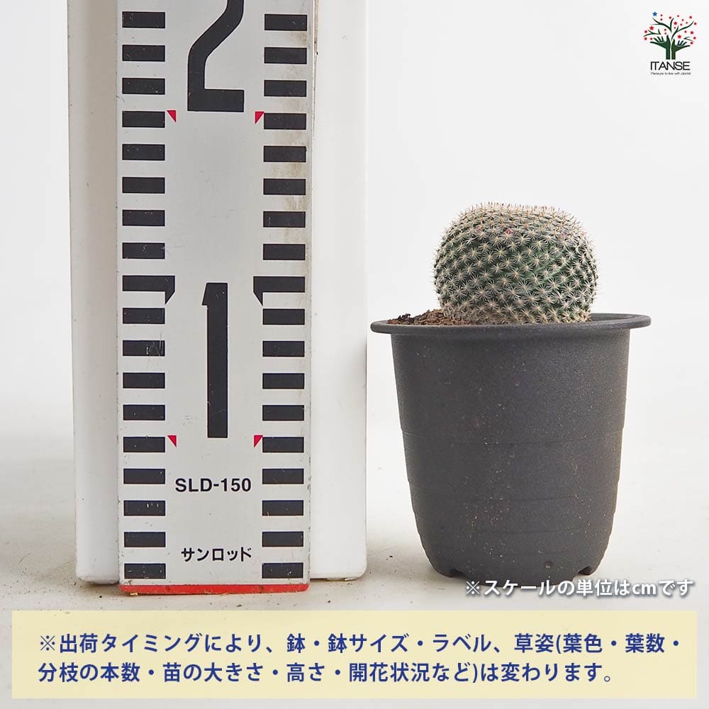 サボテン マミラリア ペルベラ 【多肉植物 3号／1個売り】｜ 【植物の