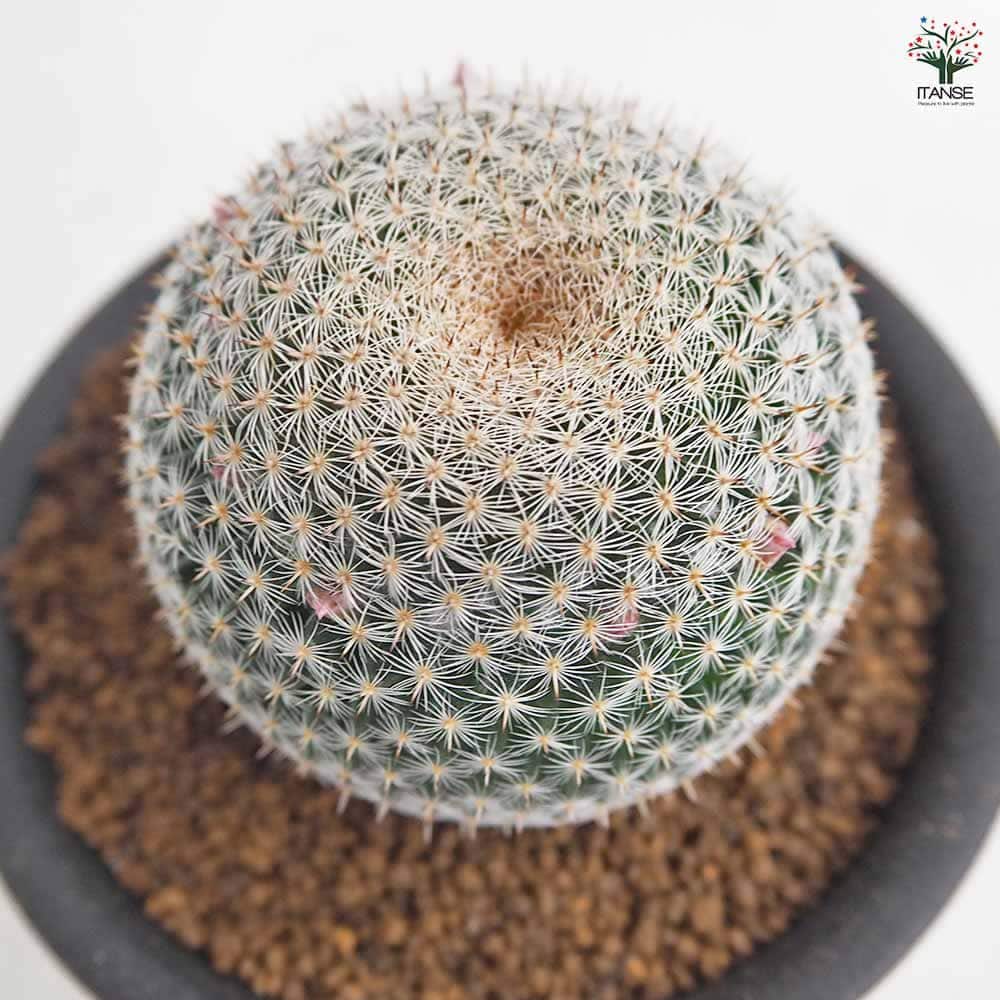 サボテン マミラリア ペルベラ 【多肉植物 3号／1個売り】｜ 【植物の