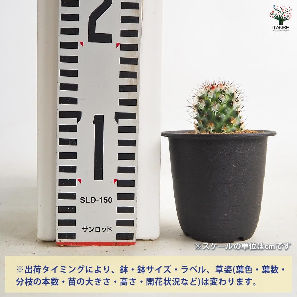 サボテン マミラリア 夕霧 【多肉植物 3号／1個売り】｜ 【植物の