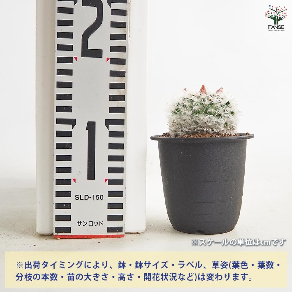 サボテン マミラリア ボカサナ 【多肉植物 3号／1個売り】｜ 【植物の