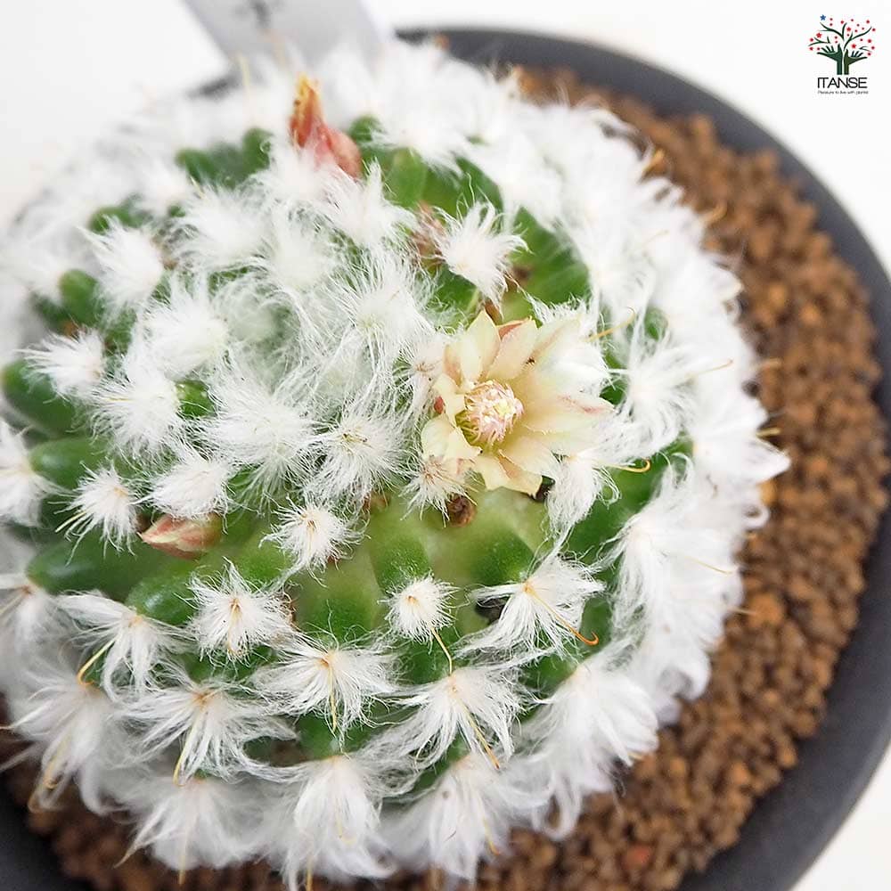 サボテン マミラリア ボカサナ 【多肉植物 3号／1個売り】｜ 【植物の