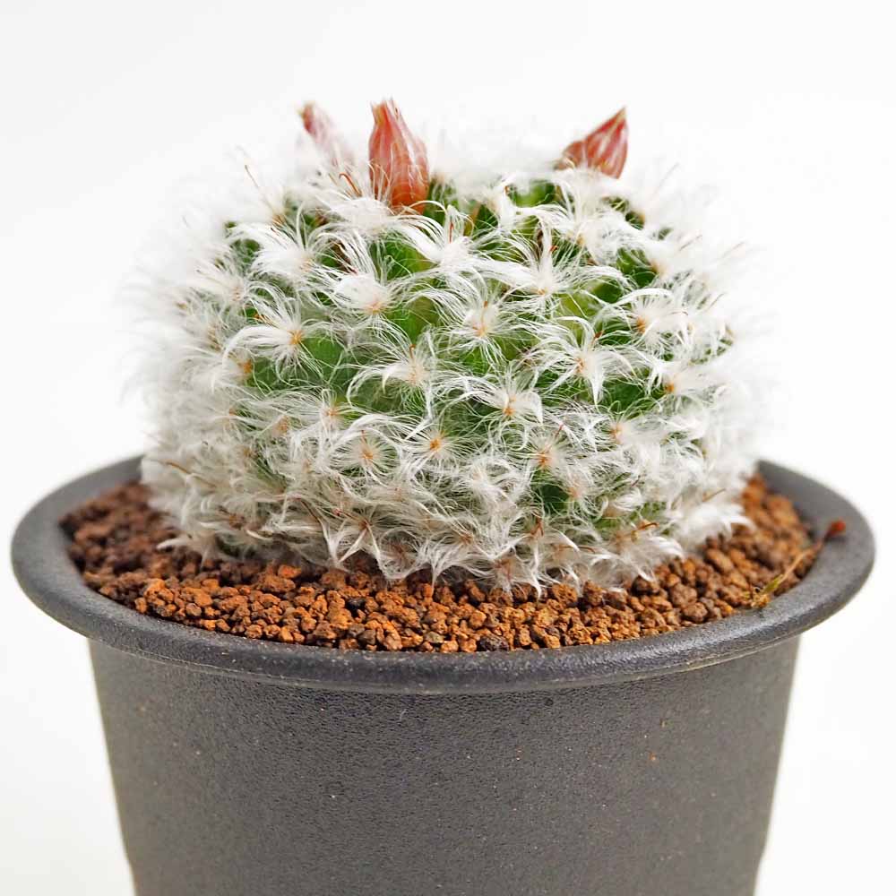 サボテン マミラリア ボカサナ 【多肉植物 3号／1個売り】