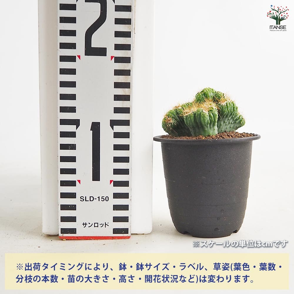 サボテン セレウス 残雪獅子 【多肉植物 3号／1個売り】｜ 【植物の