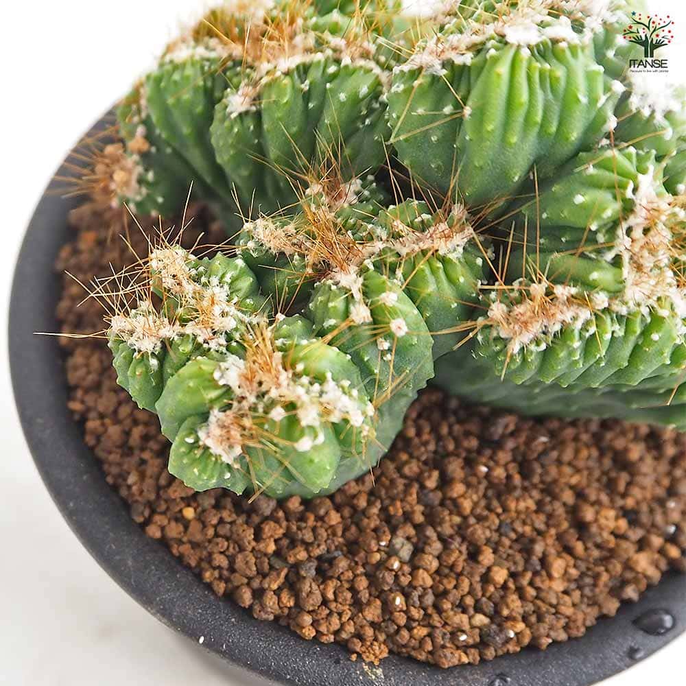 サボテン セレウス 残雪獅子 【多肉植物 3号／1個売り】｜ 【植物の