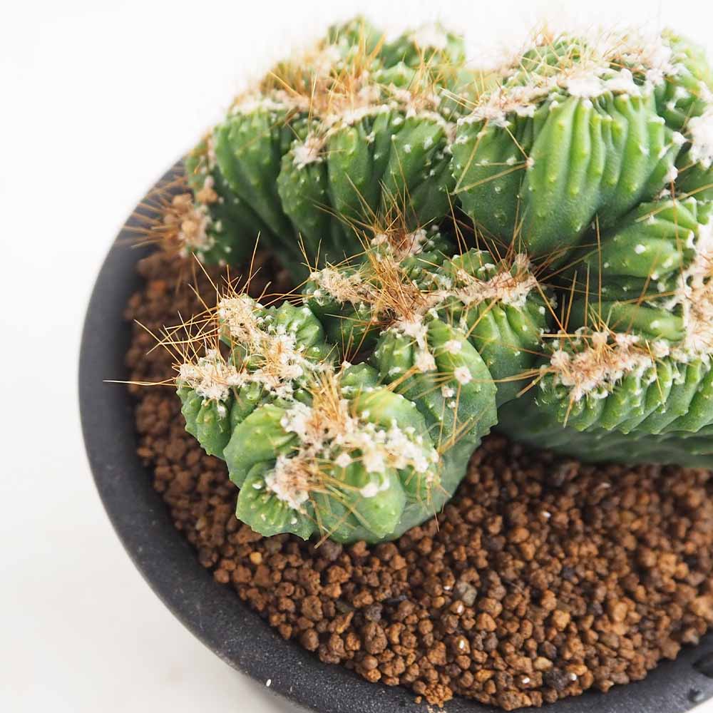 サボテン セレウス 残雪獅子 【多肉植物 3号／1個売り】｜ 【植物の