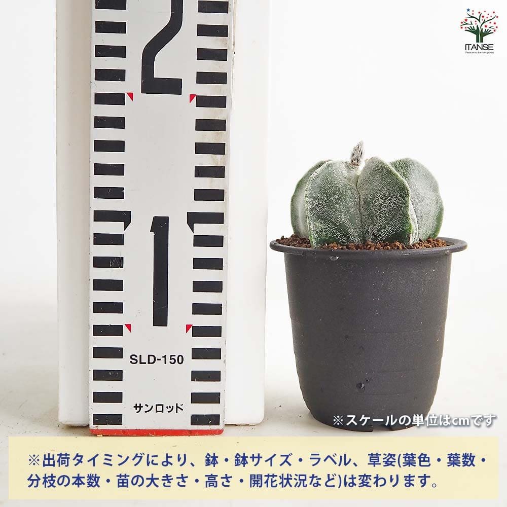 サボテン 鸞鳳玉(らんぽうぎょく) 【多肉植物 3号／1個売り】｜ 【植物