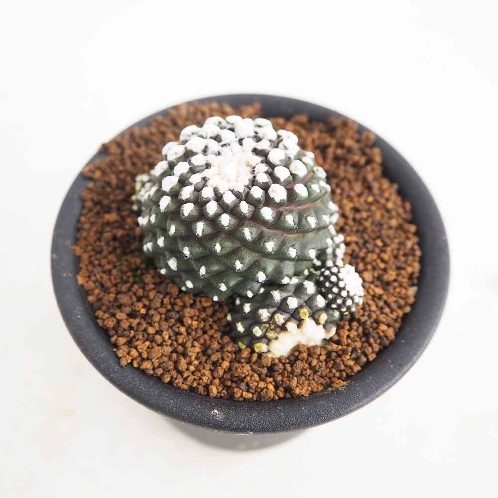 サボテン コピアポア テヌイシマ 【多肉植物 3号／1個売り】｜ 【植物