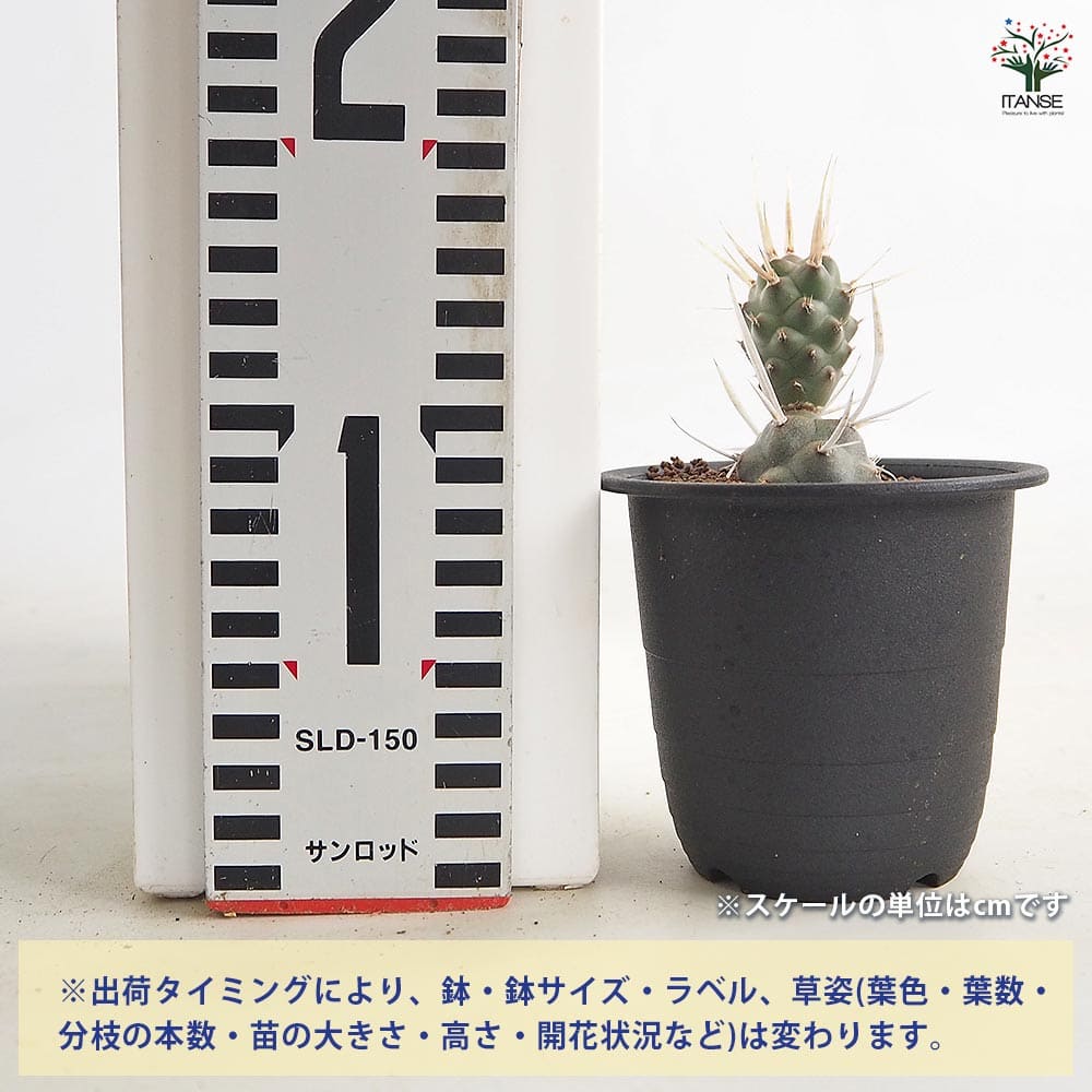 追加商品画像