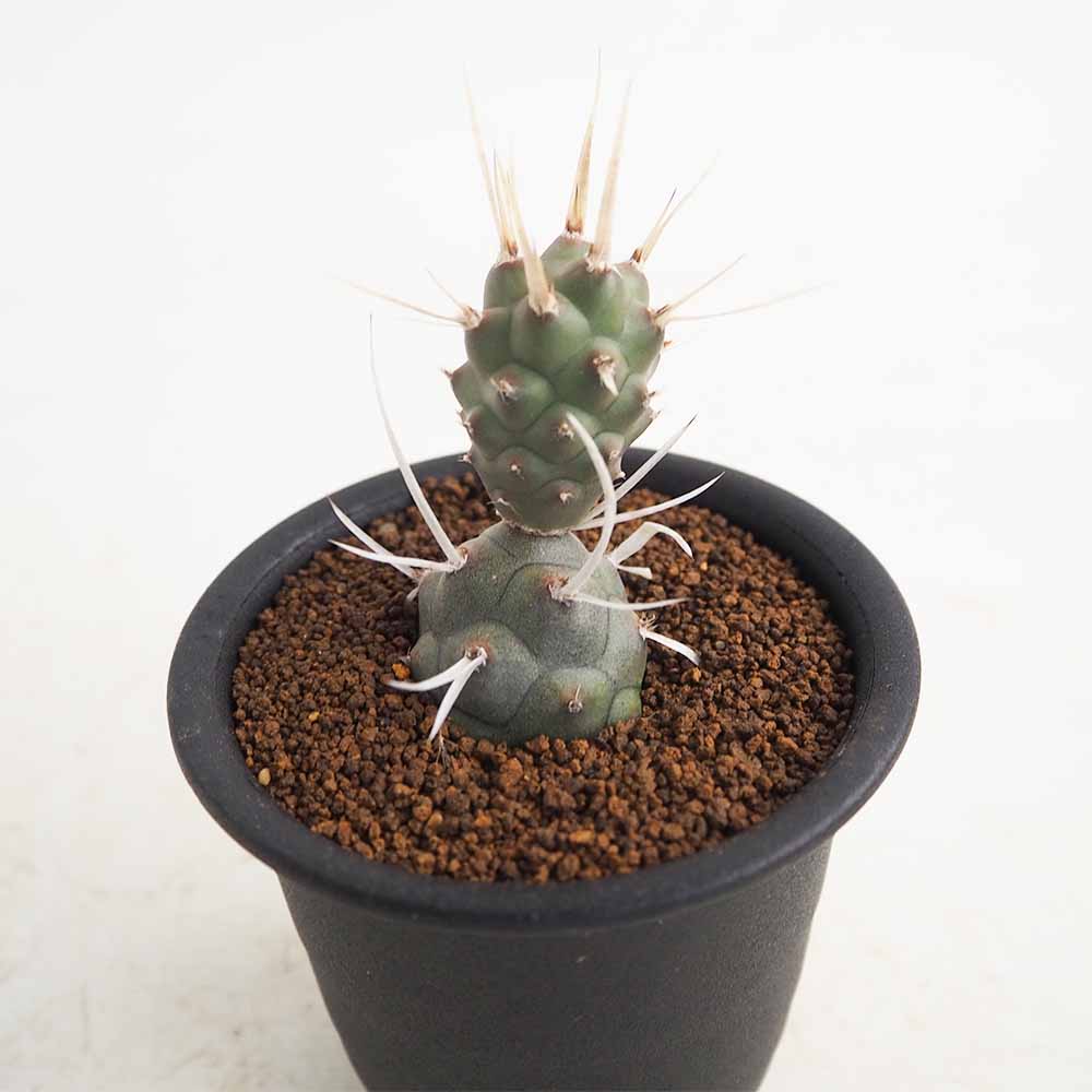 サボテン テフロカクタス 長刺武蔵野 【多肉植物 3号／1個売り】