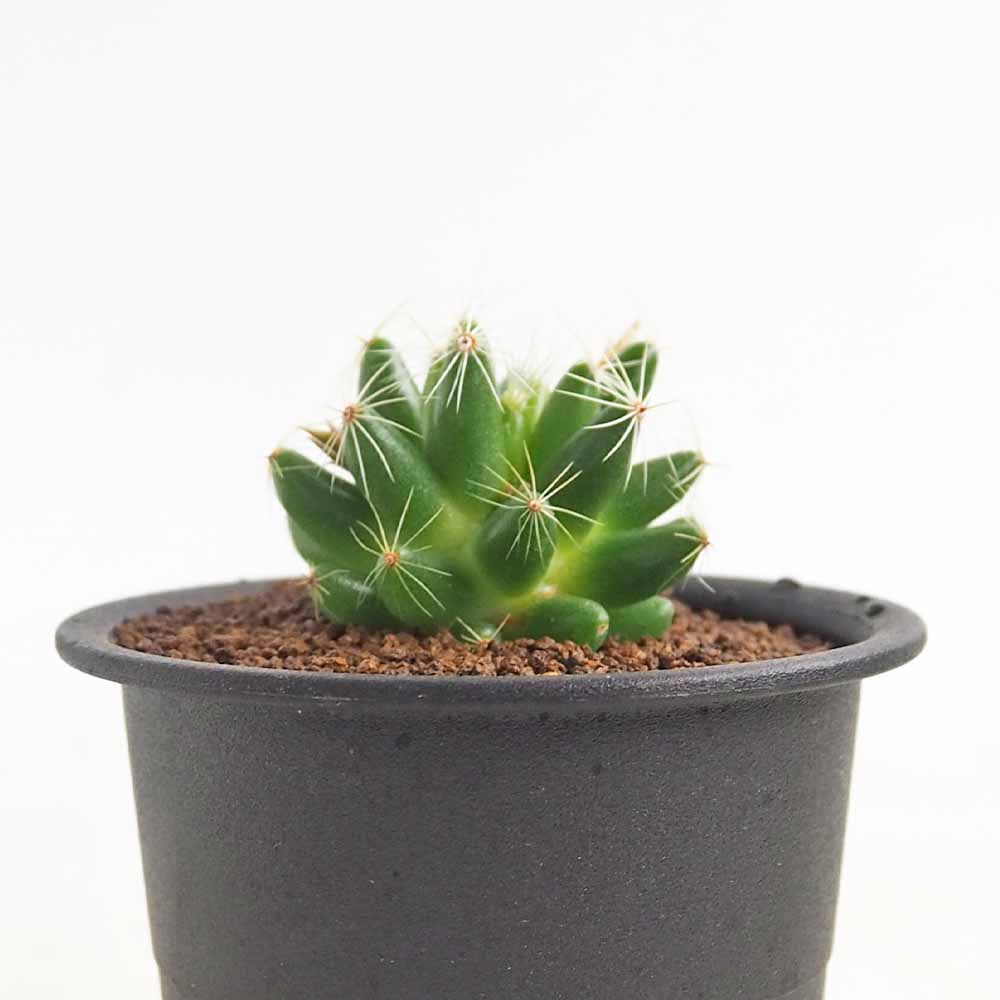 サボテン マミラリア スファエリカ 【多肉植物 3号／1個売り】