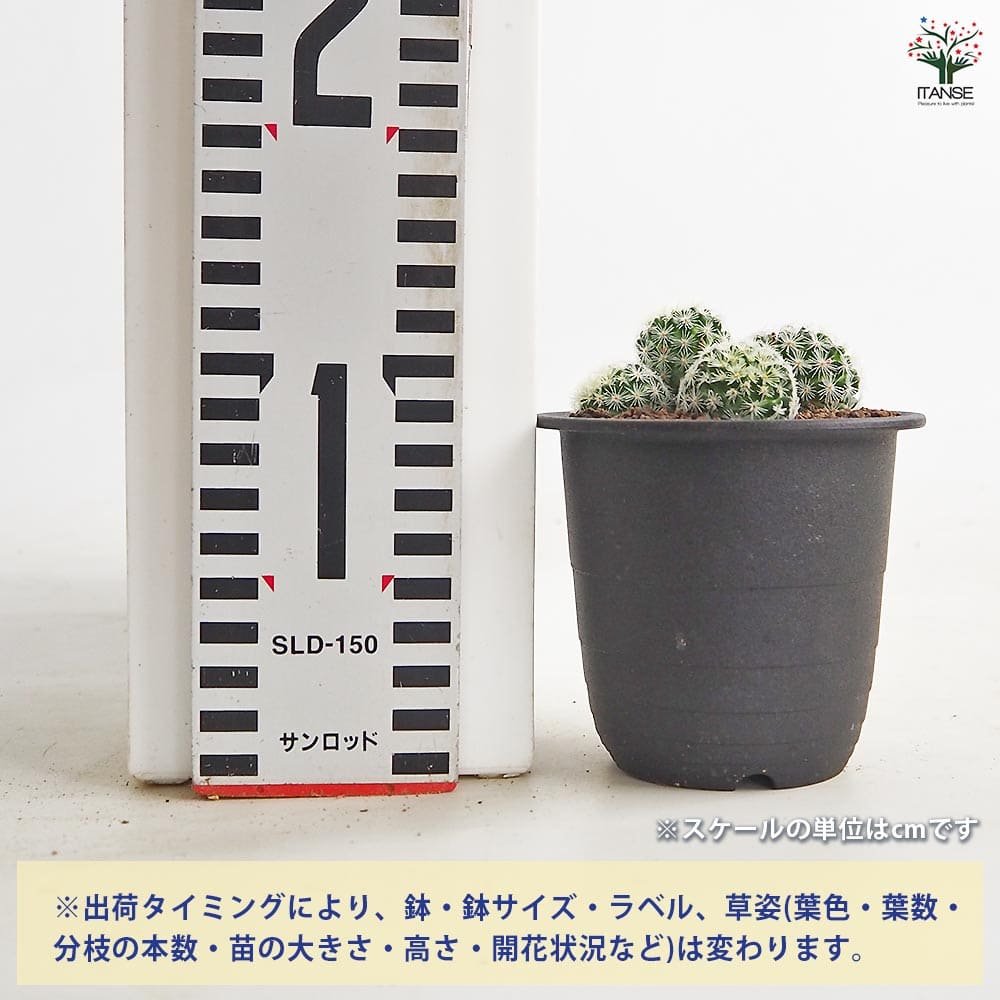 サボテン マミラリア スキディアナ ギセラエ 【多肉植物 3号／1個売り