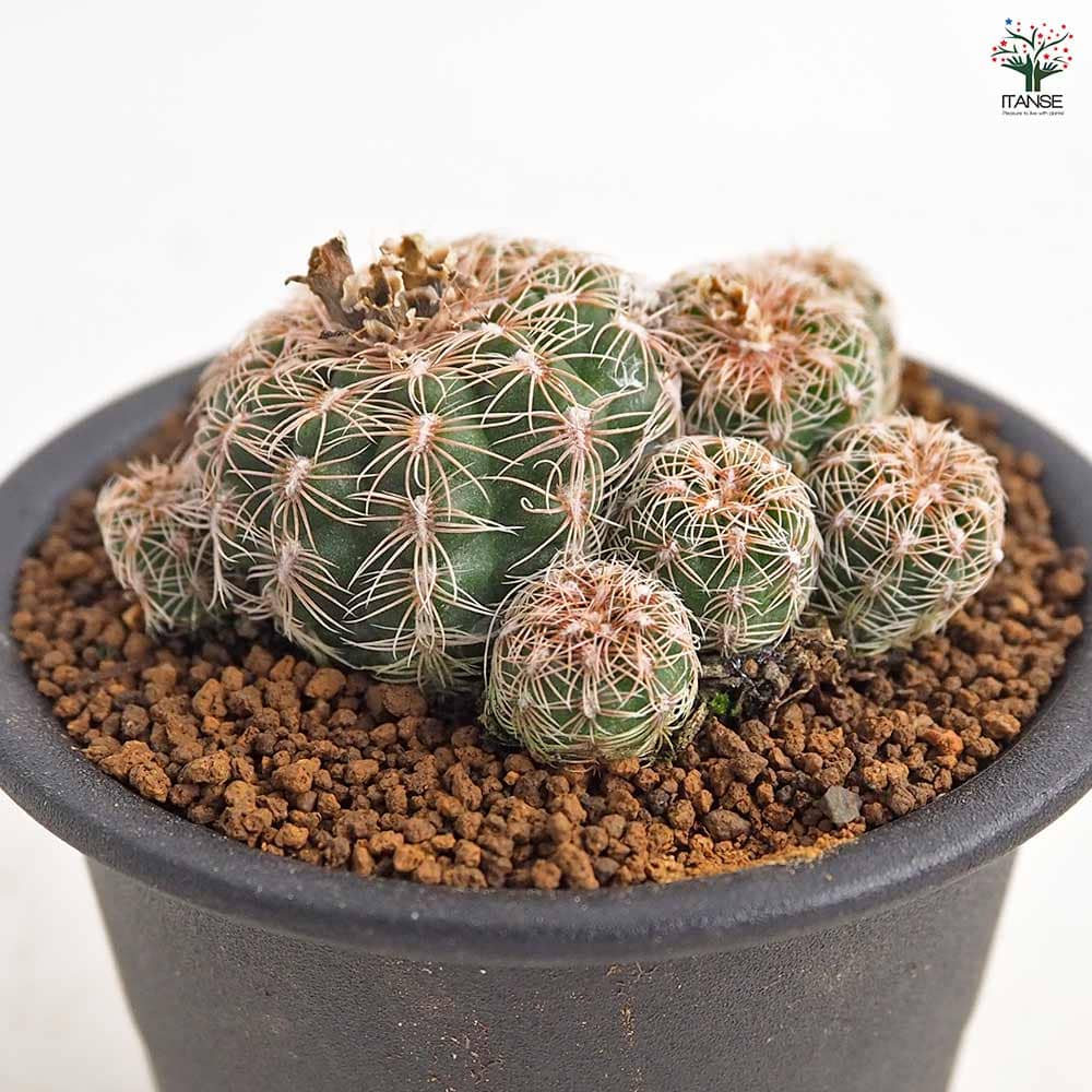 サボテン ギムノカリキウム 羅星丸(らせいまる) 【多肉植物 3号／1個