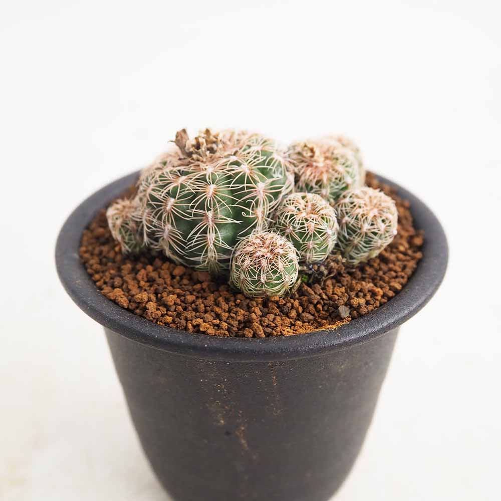 サボテン ギムノカリキウム 羅星丸(らせいまる) 【多肉植物 3号／1個