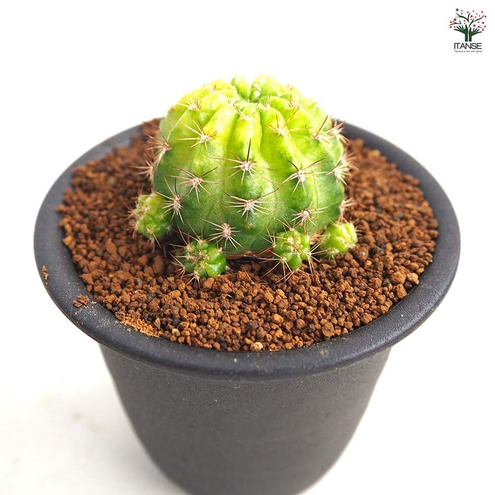 開花中 エキノプシス サボテン 鉢植えご確認用　ご購入できません。 サボテン エキノプシス 花嵐錦 【多肉植物 3号／1個売り】｜ 【植物の