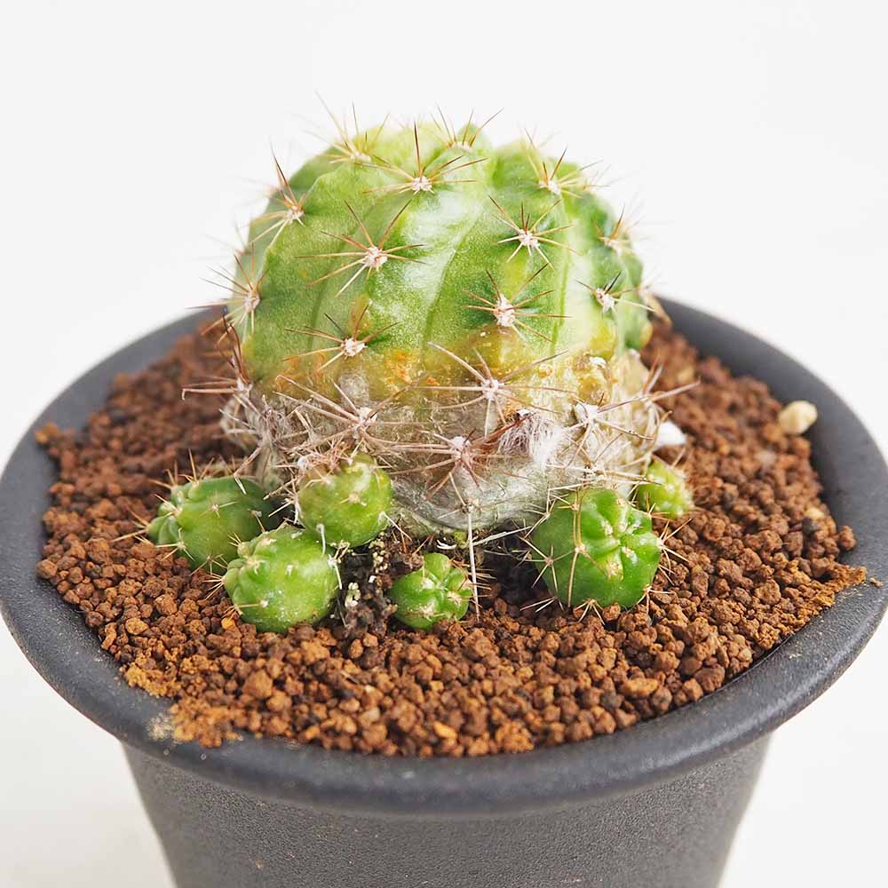 サボテン エキノプシス 花嵐錦 【多肉植物 3号／1個売り】｜ 【植物の