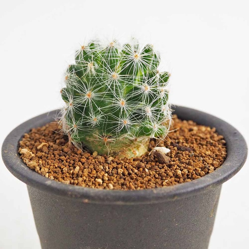 サボテン マミラリア スファエリカ 【多肉植物 3号／1個売り