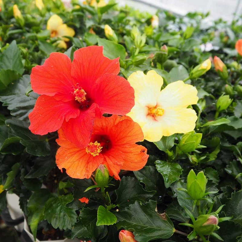 センペルビウム ジェロナ 【多肉植物 3号】｜ 【植物のITANSE