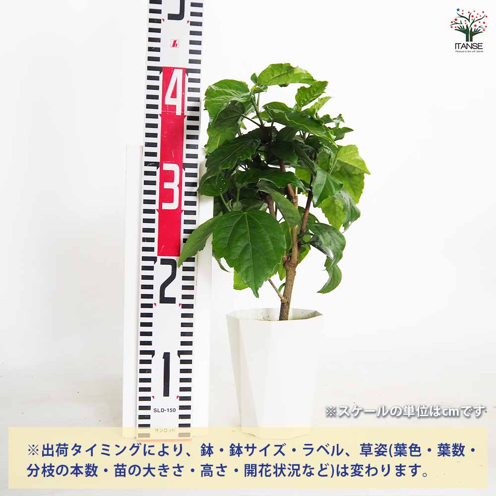 ハイビスカス 品種見計らい 【花木苗 4号】｜ 【植物のITANSE