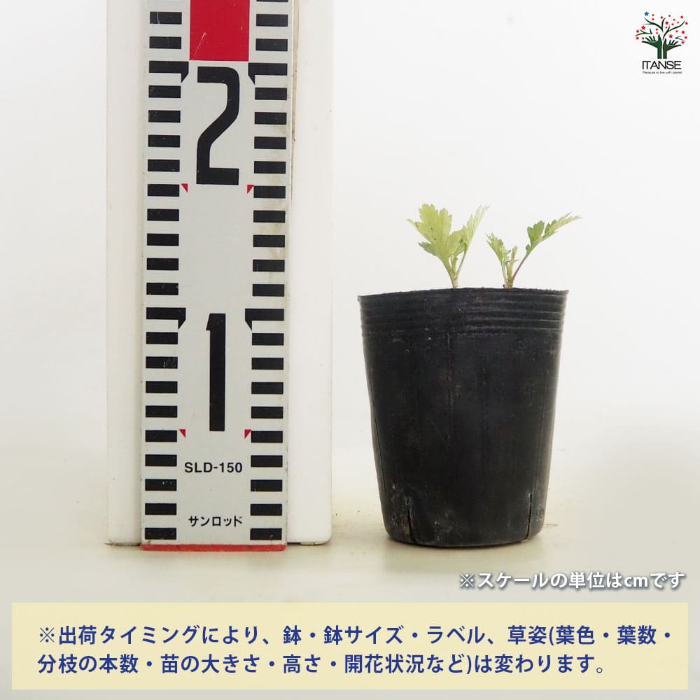 リュウキュウヨモギ フーチバー 【ハーブの苗 3号】｜ 【植物の