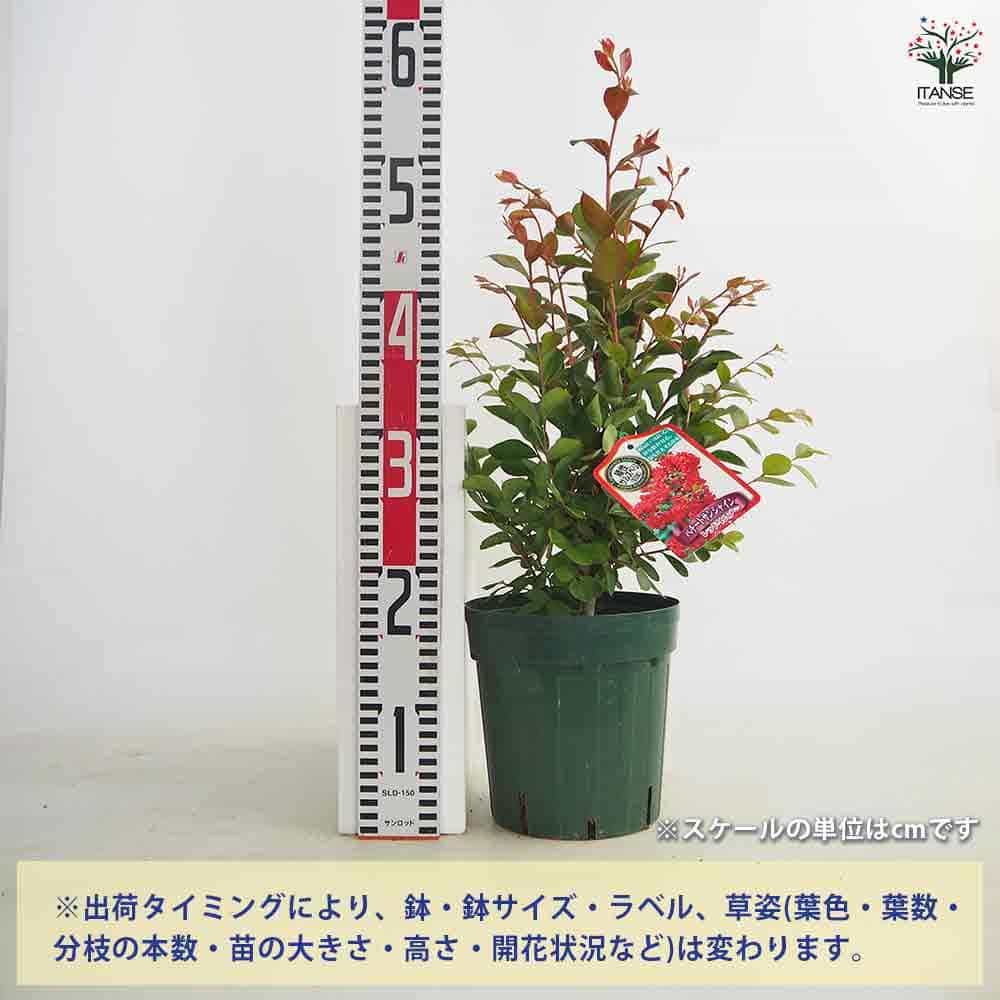 矮性サルスベリの苗木 ペチートサンシャイン レッドインプ 【花木苗 6